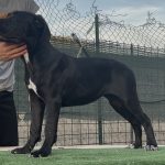 Cucciole cane corso con pedigree