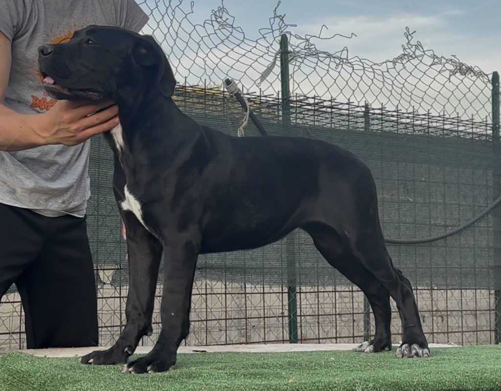 Cucciole cane corso con pedigree