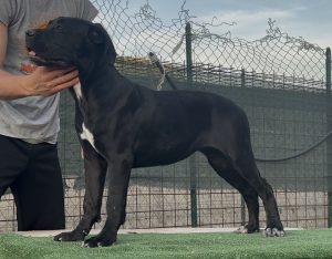 Cucciole cane corso con pedigree
