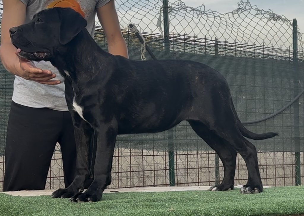 Cucciole cane corso con pedigree