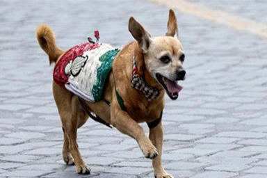 Sfila per il suo ultimo 2 giugno: il cane Briciola va in pensione