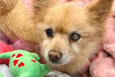 Sparkler, il cane ritrovato dopo 12 anni