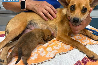 Rimane intrappolato nella fognatura: cucciolo di 10 giorni salvato in tempo