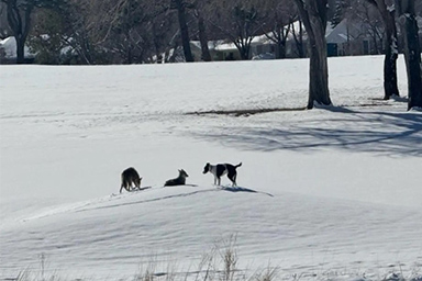 Scomparso da un anno, viveva insieme a un branco di coyote: la storia di Ruger