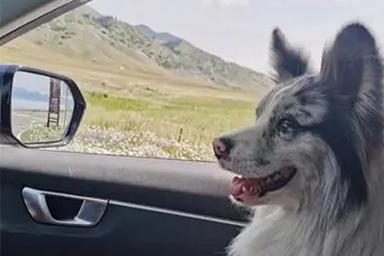 Viene rapito e poi venduto per pochi soldi: la storia del cane Chutou