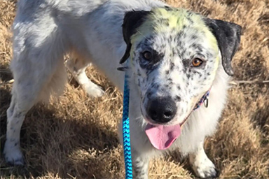 Il salvataggio del cane Oreo, rimasto per una settimana con la testa bloccata in un barattolo