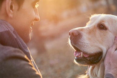 Tra cane e proprietario è questione di chimica: lo rivela la scienza