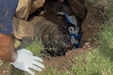 Cade in una cisterna nascosta: il salvataggio di un cane di 90 chili