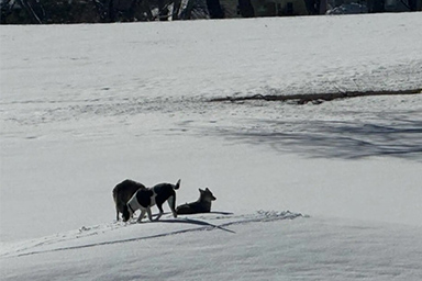 Ruger con coyote