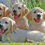 Cuccioli di Golden Retriever