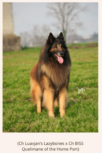CUCCIOLO PASTORE BELGA TERVUEREN CON PEDIGREE ENCI