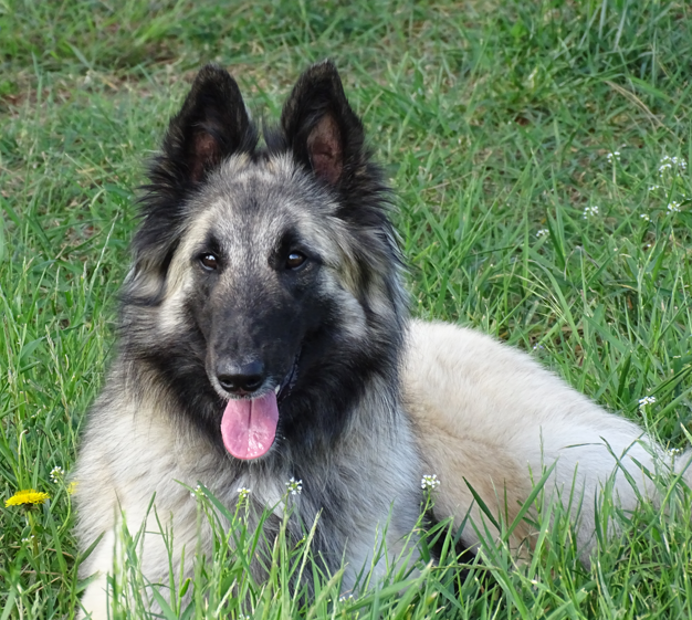 CUCCIOLO PASTORE BELGA TERVUEREN CON PEDIGREE ENCI
