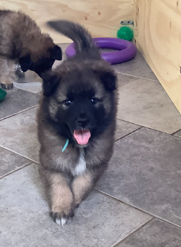 CUCCIOLO PASTORE BELGA TERVUEREN CON PEDIGREE ENCI