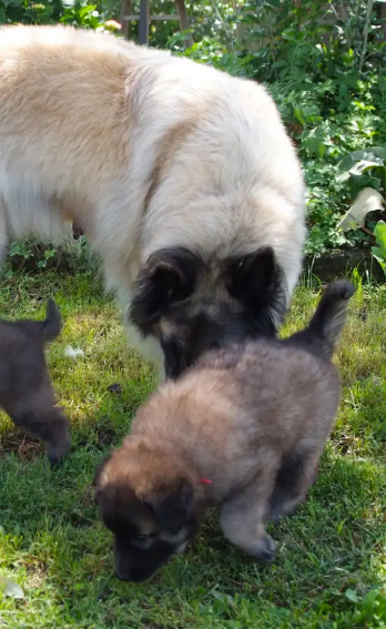CUCCIOLO PASTORE BELGA TERVUEREN CON PEDIGREE ENCI