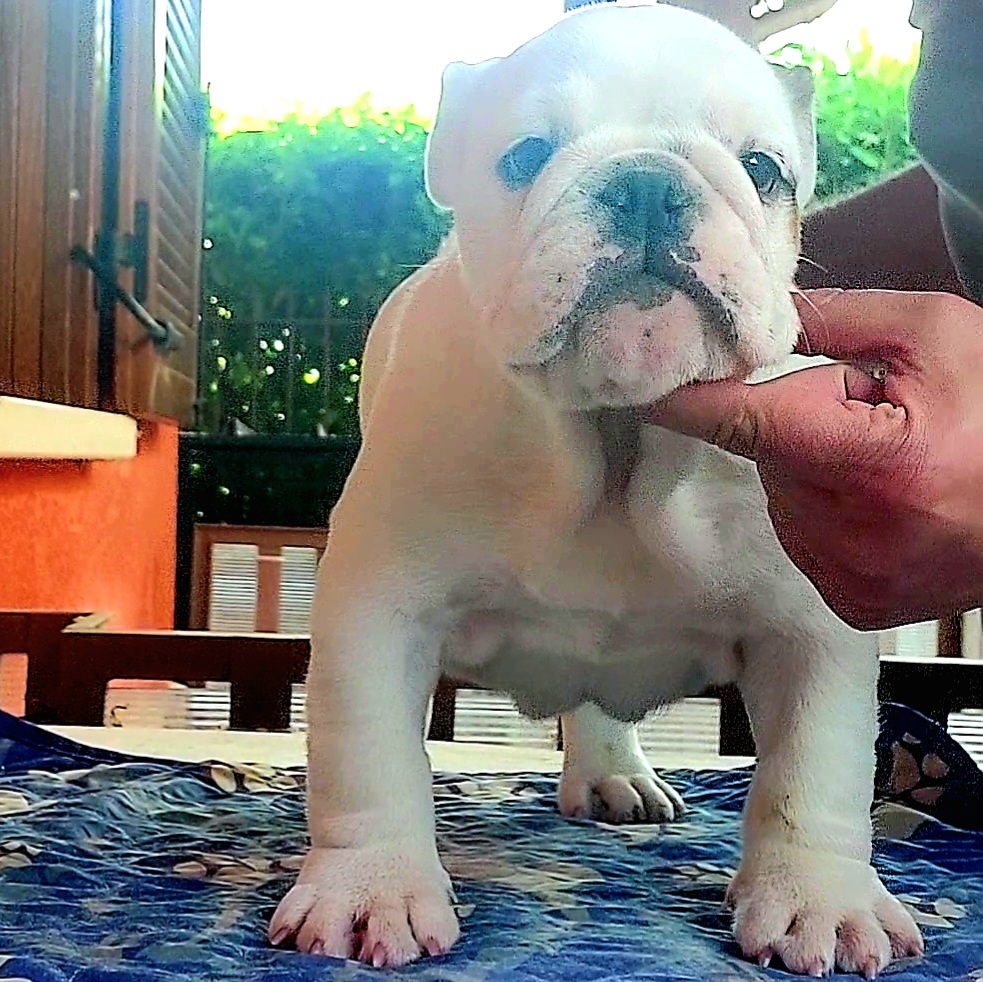 CUCCIOLA BULLDOG INGLESE