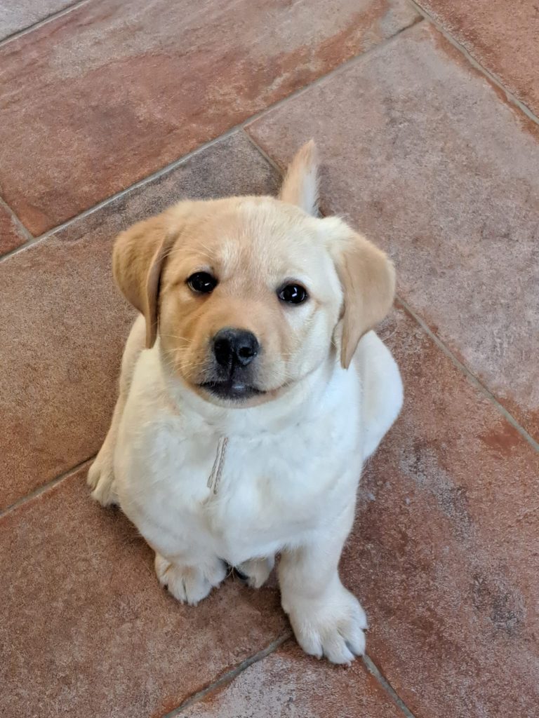 Cuccioli di Labrador