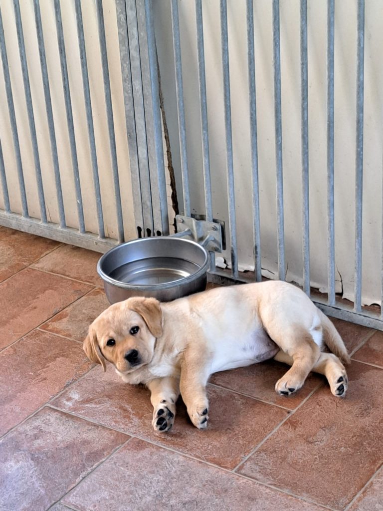 Cuccioli di Labrador