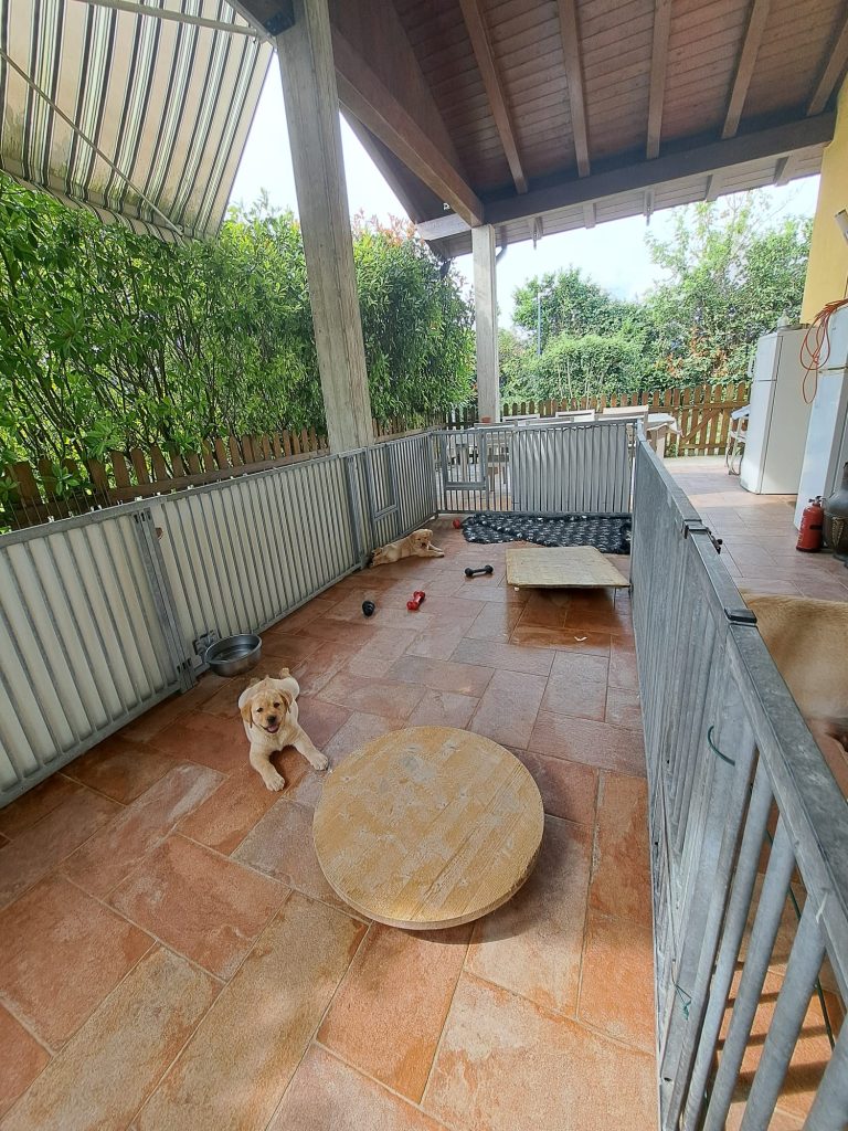 Cuccioli di Labrador