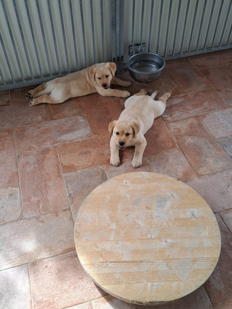 Cuccioli di Labrador