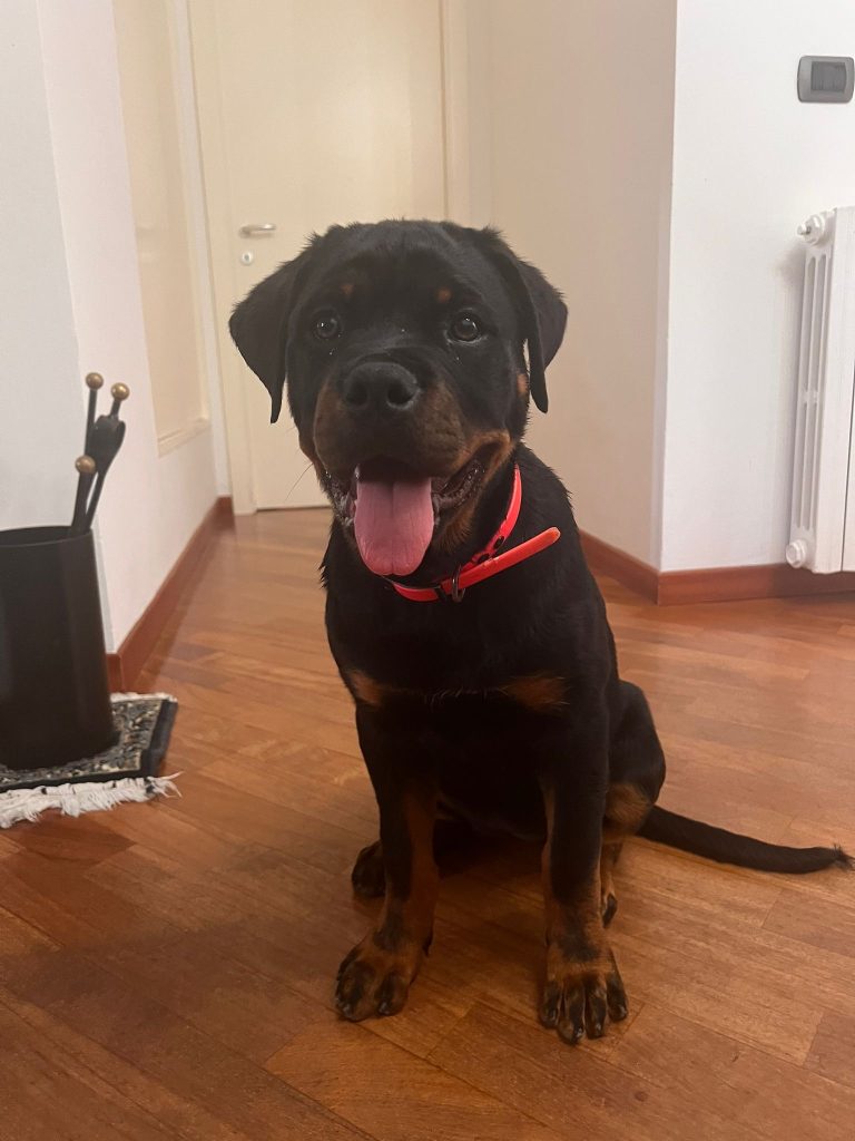 Cuccioli Rottweiler ultimo cucciolo PREZZO SPECIALE