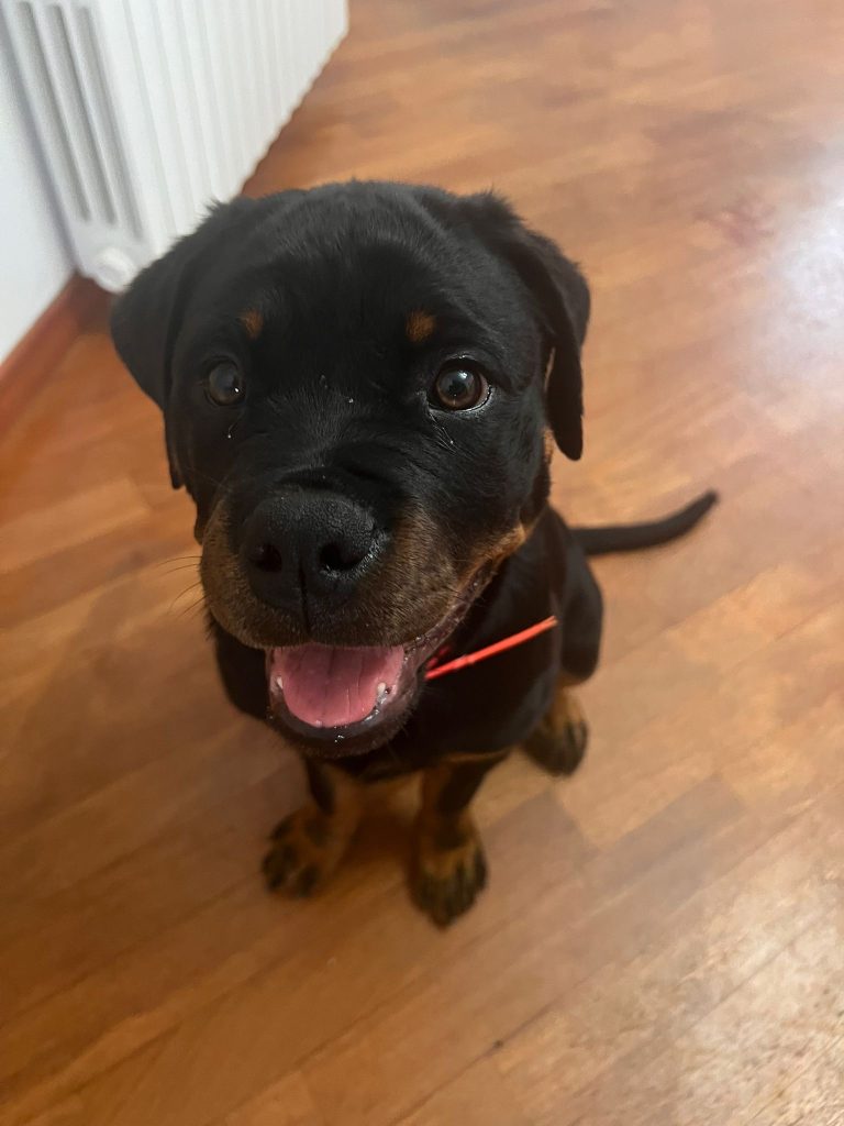 Cuccioli Rottweiler ultimo cucciolo PREZZO SPECIALE