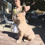 Cane Corso – Cuccioli maschi Formentino in vendita
