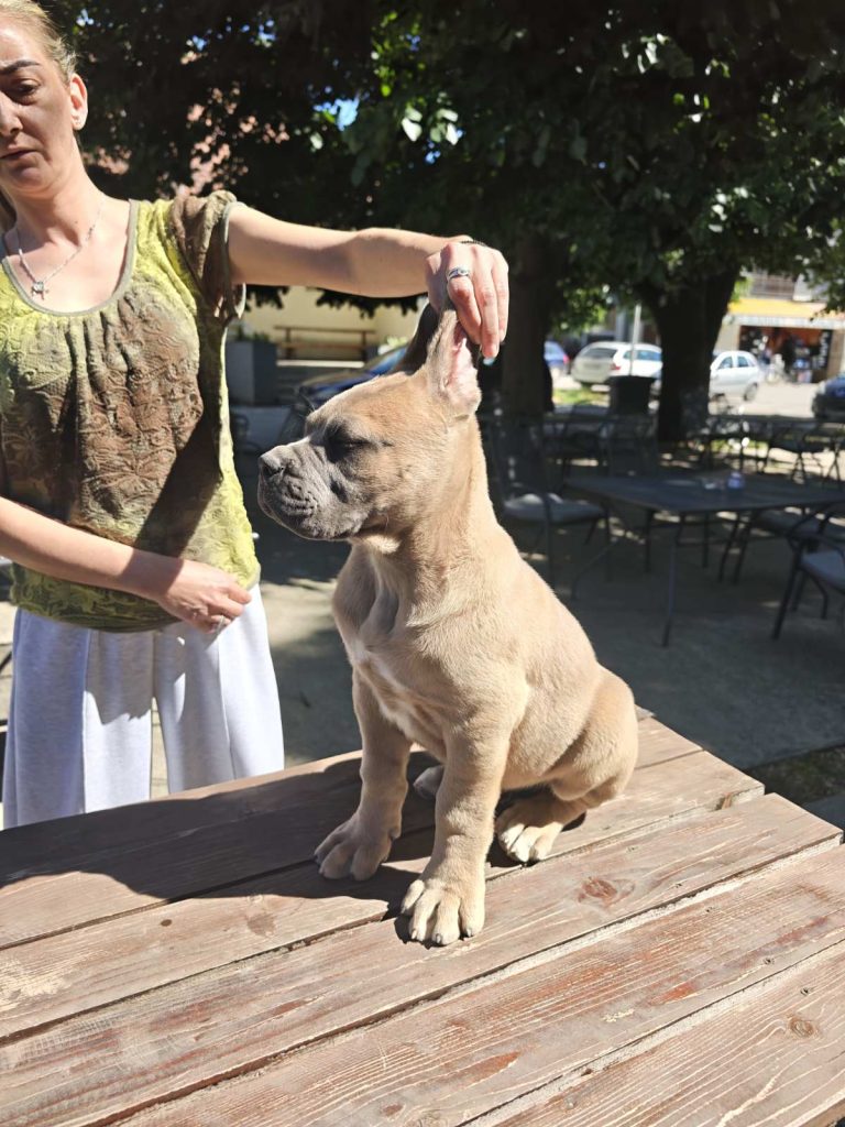 Cane Corso – Cuccioli maschi Formentino in vendita