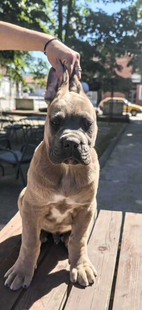 Cane Corso – Cuccioli maschi Formentino in vendita