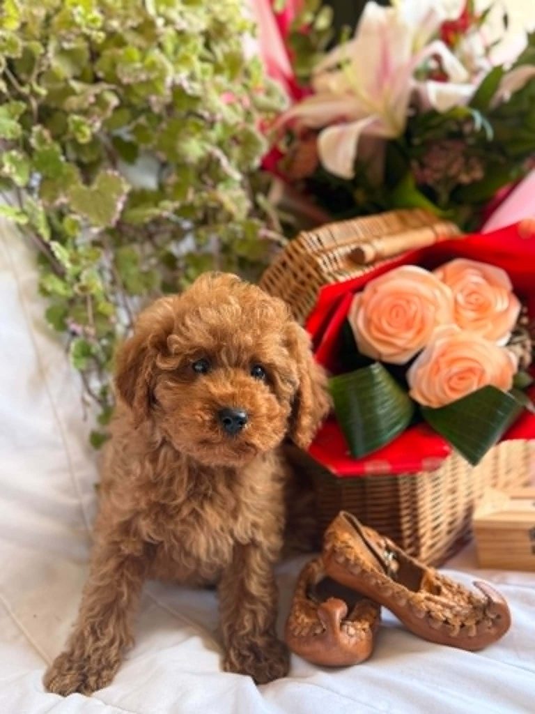 Bellissimi cuccioli di Barboncino Toy e Nano