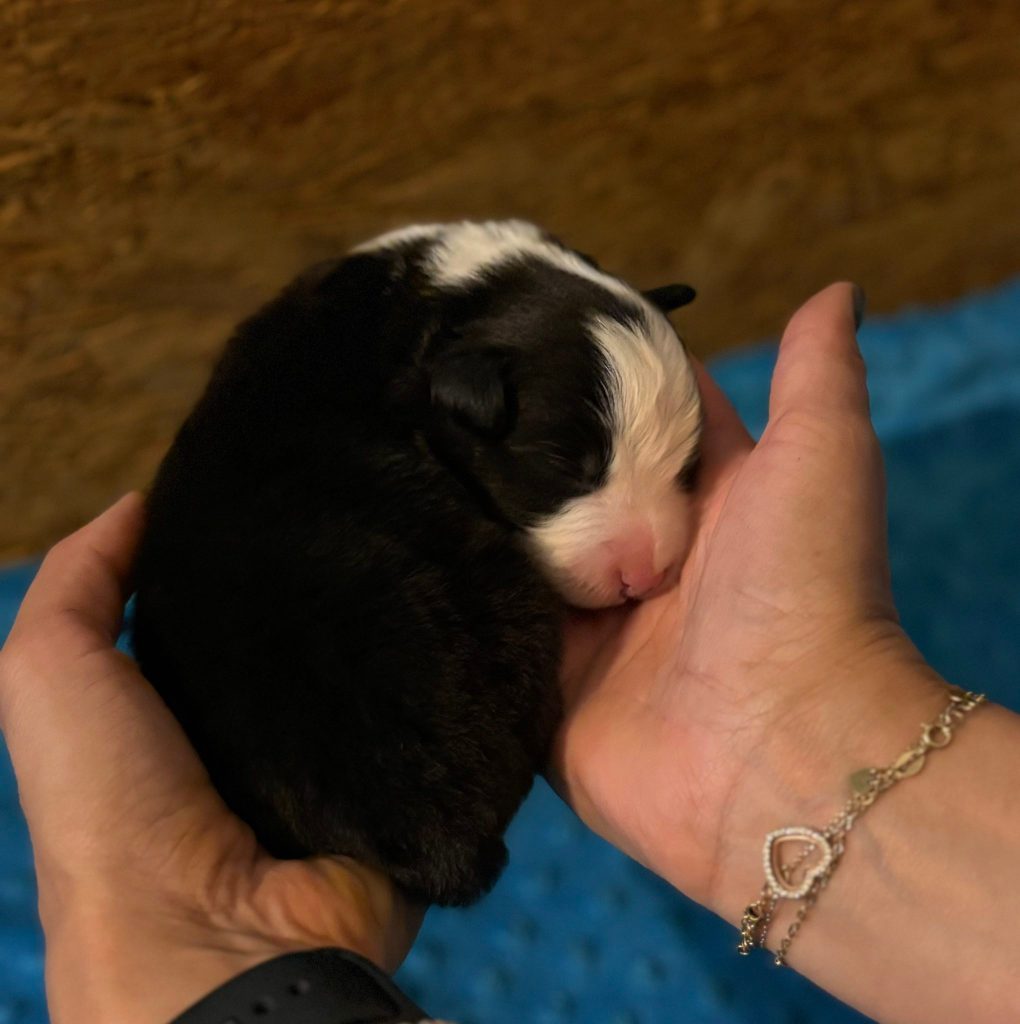 Border Collie - Cuccioli da expo