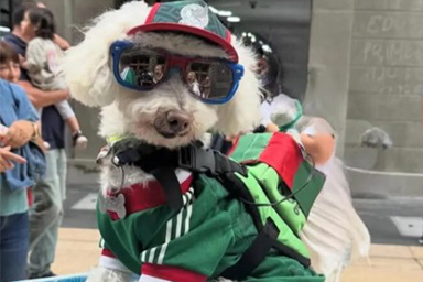 cane ai mondiali