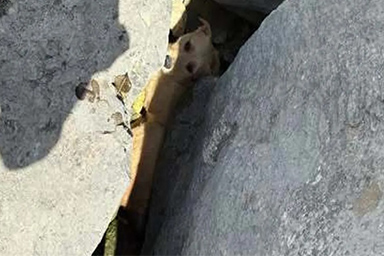 cane tra massi