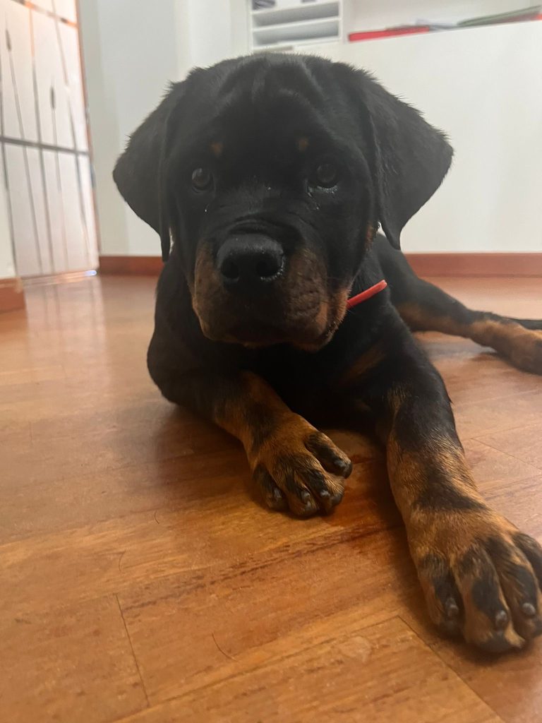 Cuccioli Rottweiler ultimo cucciolo PREZZO SPECIALE