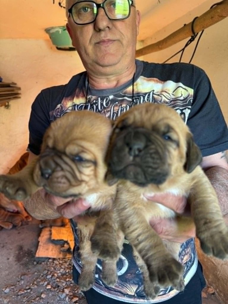 Dogue de Bordeaux cuccioli