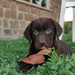 Cuccioli di Labrador cioccolato con pedigree
