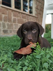 Cuccioli di Labrador cioccolato con pedigree
