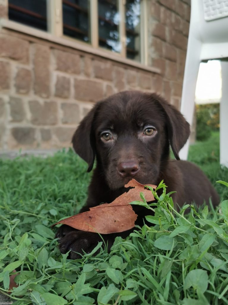 Cuccioli di Labrador cioccolato con pedigree