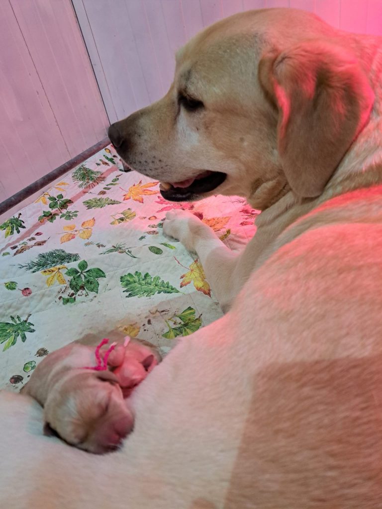 Cuccioli di Labrador