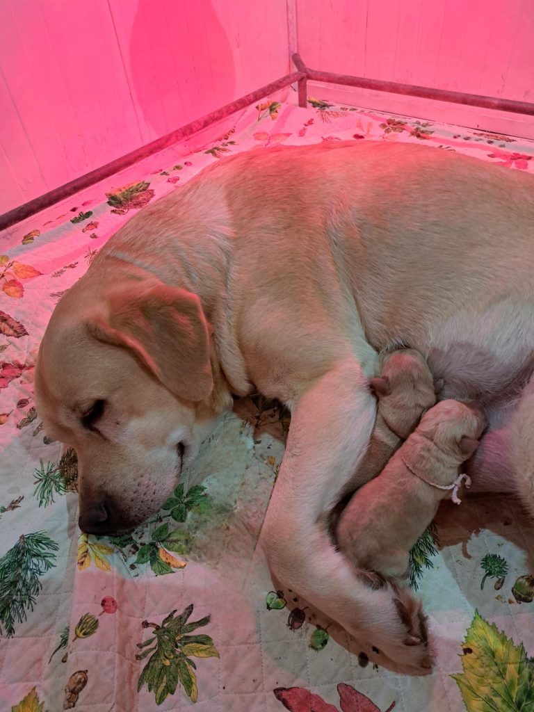 Cuccioli di Labrador