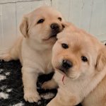Cuccioli di Labrador