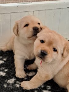 Cuccioli di Labrador