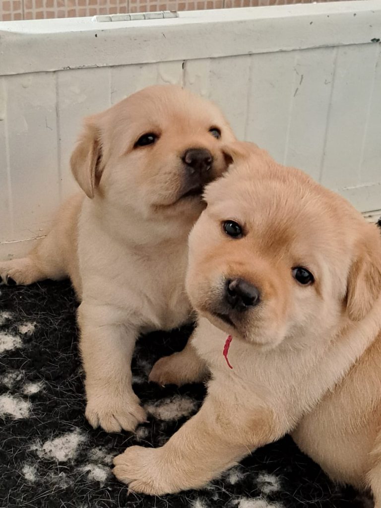 Cuccioli di Labrador