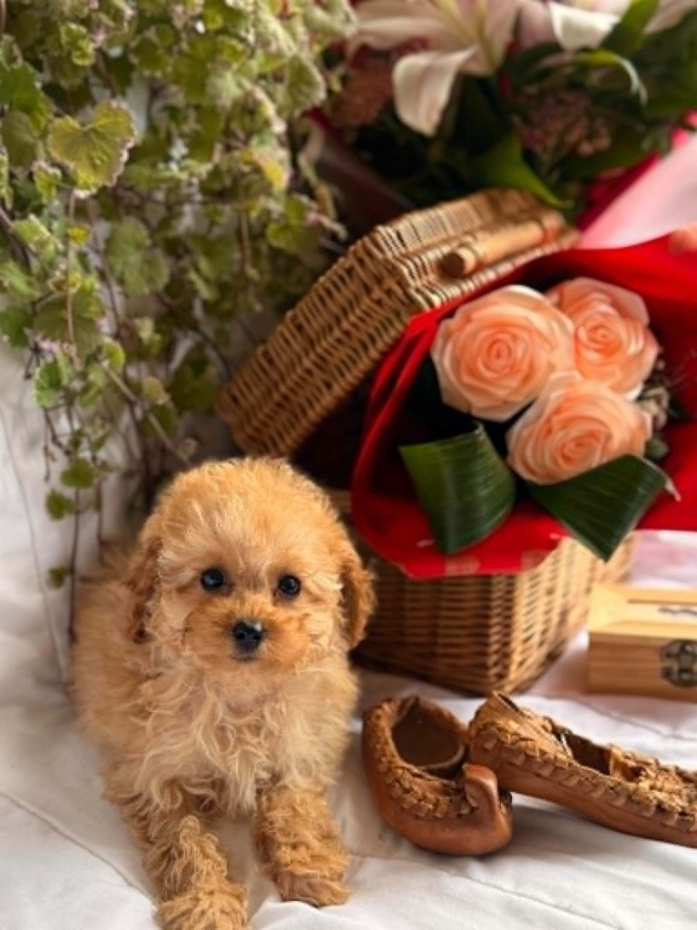 Bellissimi cuccioli di Barboncino Toy e Nano
