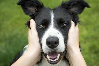 Fido? Allunga la vita e protegge il cuore