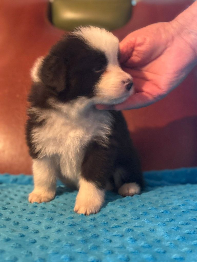 Border Collie - Cuccioli da expo