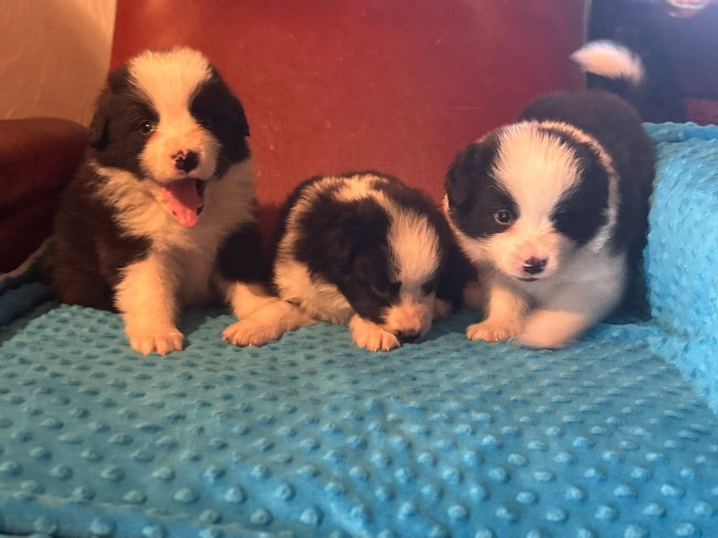 Border Collie - Cuccioli da expo