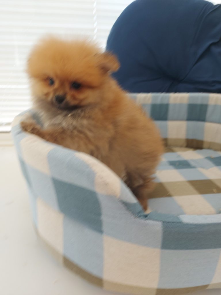 Piccolo spitz