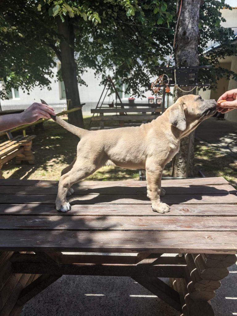 Cane Corso – Cuccioli maschi Formentino in vendita