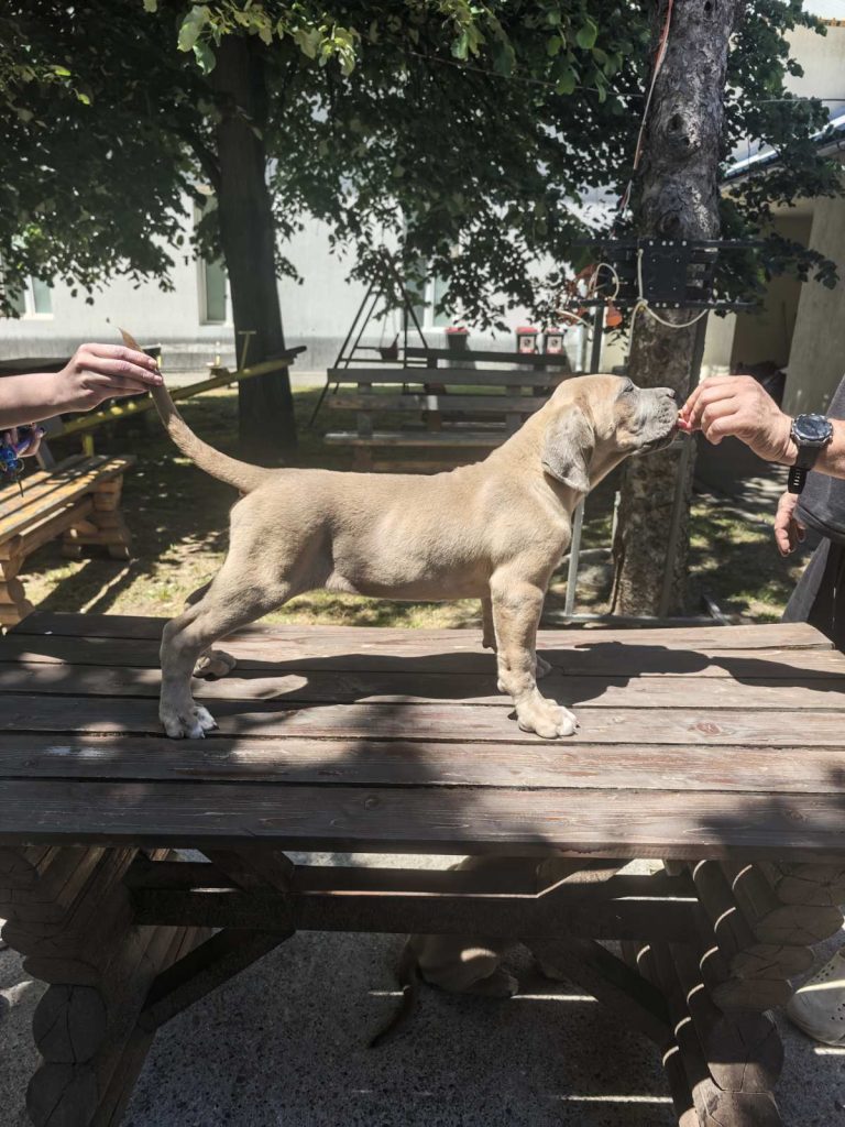 Cane Corso – Cuccioli maschi Formentino in vendita