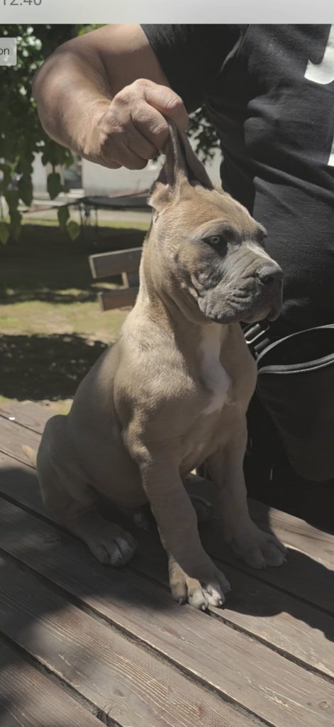 Cane Corso – Cuccioli maschi Formentino in vendita